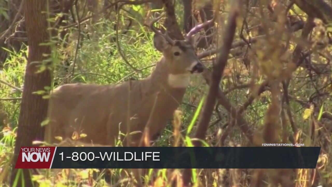 How you can help report the higher number of deer dying from EHD this year